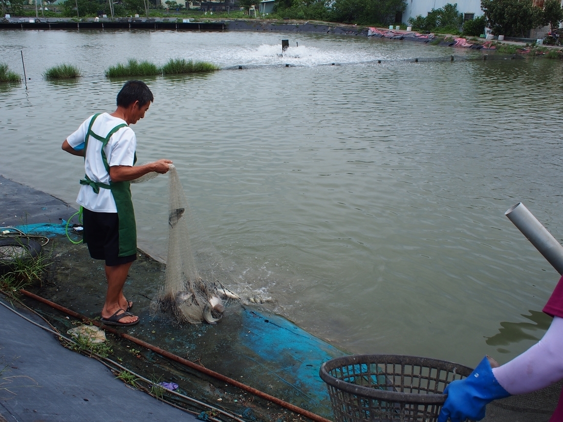 75 アカメ 釣り堀 魚のすべて